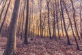 Sunrise in the forest at wintertime Royalty Free Stock Photo