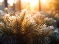 Sunrise through frost-covered pine branches