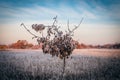 Sunrise frost tree