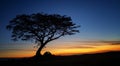 Sunrise golden hour camping and tree