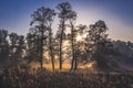 Sunrise in Kampinos Forest, Poland Royalty Free Stock Photo