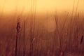 Sunrise in the grass Royalty Free Stock Photo