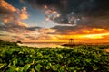 Sunrise with green plants in the foreground and a Balinese pavilion? Sanur, Bali