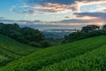 Sunrise on green tea plantation with city view Royalty Free Stock Photo