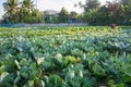 Green vegetable field in Pua Royalty Free Stock Photo