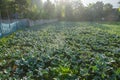 Sunrise with green vegetable garden in Pua Royalty Free Stock Photo