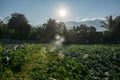 Sunrise with green vegetable garden in Pua Royalty Free Stock Photo