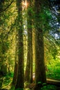 Sunrise in the Grove of the Patriarchs, Mount Rainier National Park, Washington Royalty Free Stock Photo