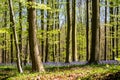 Sunrise in the Hallerbos national park Royalty Free Stock Photo