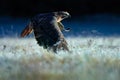 Sunrise with hawk. Flying bird of prey above the field meadow, Red-tailed hawk, Buteo jamaicensis, landing in the forest. Wildlife Royalty Free Stock Photo