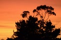 Sunrise at Hazelbrook in the Blue Mountains Royalty Free Stock Photo