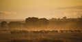 Sunrise with a herd of wildebeest, Kenya