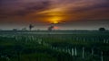 Sunrise hiding back of the cloud with bird and rice field Royalty Free Stock Photo
