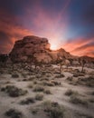 Sunrise in the High Desert - Joshua Tree National Park Royalty Free Stock Photo