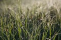 Sunrise Through High Grasses in Misty Morning in Spring Royalty Free Stock Photo