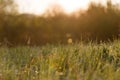 Sunrise Through High Grasses in Misty Morning in Spring Royalty Free Stock Photo