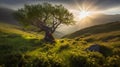 Sunrise in the highlands. Old tree, spring grass in the foreground. Landscape with the sun. Morning in the mountains