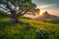 Sunrise in the highlands. Old tree, spring grass in the foreground. Landscape with the sun. Morning in the mountains