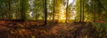 Sunrise in an idyllic beech forest in summer. Panoramic photography in the Lueneburg Heath, Germany Royalty Free Stock Photo
