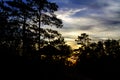 Sunrise idyllice silhouette pine