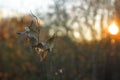 Sunrise Illuminates Milkweed Seed Pods Royalty Free Stock Photo