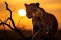 Sunrise illuminates the regal presence of a prowling leopard