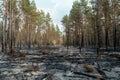 Sunrise Illuminating a Burnt Forest Landscape Highlighting Environmental Concerns and Regrowth