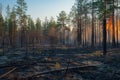 Sunrise Illuminating a Burnt Forest Landscape Highlighting Environmental Concerns and Regrowth