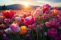 Sunrise illuminating a stunning tulip landscape, go green images