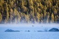 Sunrise at Inari lake, Finland Royalty Free Stock Photo