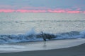 Sunrise at Indialantic beach with a great blue heron Royalty Free Stock Photo