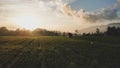 Sunrise at Indonesian rice fields Royalty Free Stock Photo