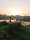 sunrise in Indonesian rice fields Royalty Free Stock Photo