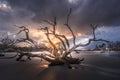 Driftwood Beach Sunrise Clouds Jekyll Island Georgia Royalty Free Stock Photo