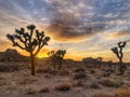 Sunrise in Joshua Tree