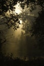 Sunrise on the jungle, Bardia national park, Nepal Royalty Free Stock Photo