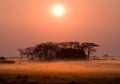 Sunrise in the Kafue National Park. The stunning pink mist. Africa. Zambia. Royalty Free Stock Photo