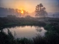 Sunrise in Kampinos Forest Royalty Free Stock Photo