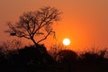 Sunrise - Kruger National Park Royalty Free Stock Photo