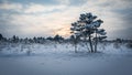 Sunrise at KÃÂµnnu Suursoo bog