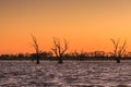 Sunrise at Lake Bonney, Barmera South Australia with silhouettes of drowned trees Royalty Free Stock Photo