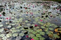 Sunrise on the lake with lotuses. Cambodia, Angkor Wat Royalty Free Stock Photo