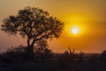 Sunrise landscape in Kruger National park Royalty Free Stock Photo