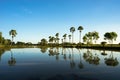 Sunrise landscape with sugar palm trees on the paddy field in morning. Mekong Delta, Chau Doc, An Giang, Vietnam Royalty Free Stock Photo