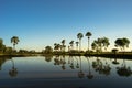 Sunrise landscape with sugar palm trees on the paddy field in morning. Mekong Delta, Chau Doc, An Giang, Vietnam Royalty Free Stock Photo