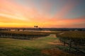 Balloons over vineyards in Pokolbin wine region at sunrise, Hunter Valley, NSW, Australia