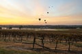 Balloons over vineyards in Pokolbin wine region at sunrise, Hunter Valley, NSW, Australia Royalty Free Stock Photo