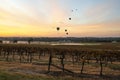 Balloons over vineyards in Pokolbin wine region at sunrise, Hunter Valley, NSW, Australia