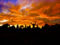 Sunrise landscape in Tanzania