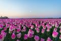 Sunrise landscapes of a pink tulip field in Keukenhof, Lisse at sunrise in Netherlands Royalty Free Stock Photo